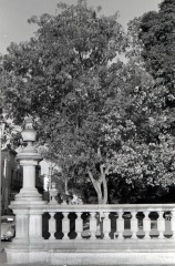 Jardín de san Marcos