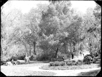 Bosque San Pedro