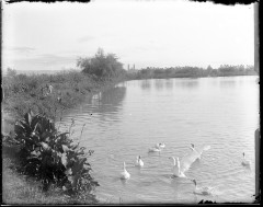 Estanque con patos y silueta de la catedral de Morelia