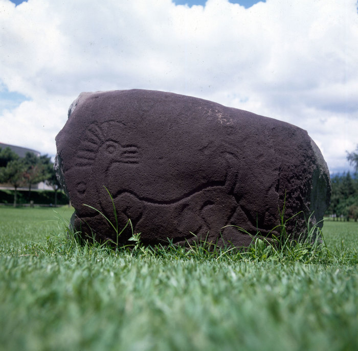 Venado