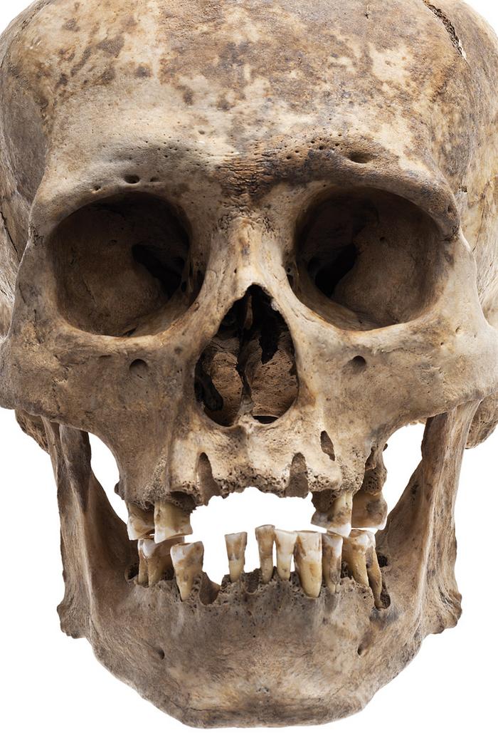Cráneo humano masculino 