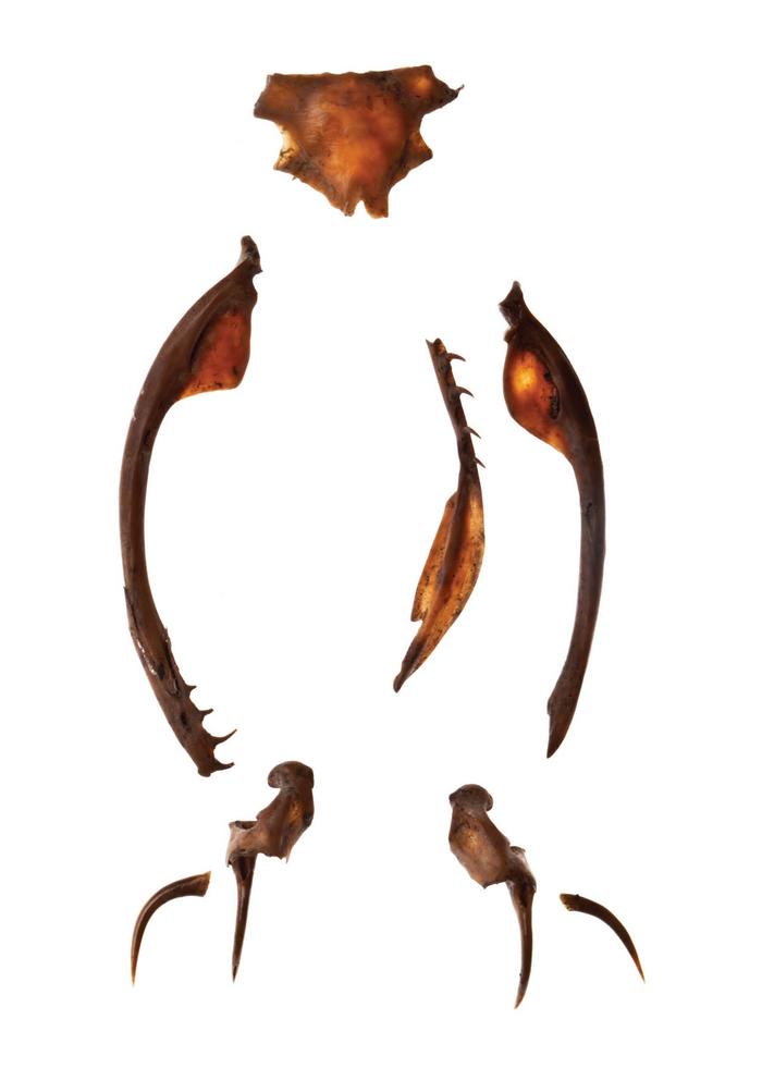 Cráneo de serpiente de cascabel