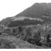 Paisaje arbolado 